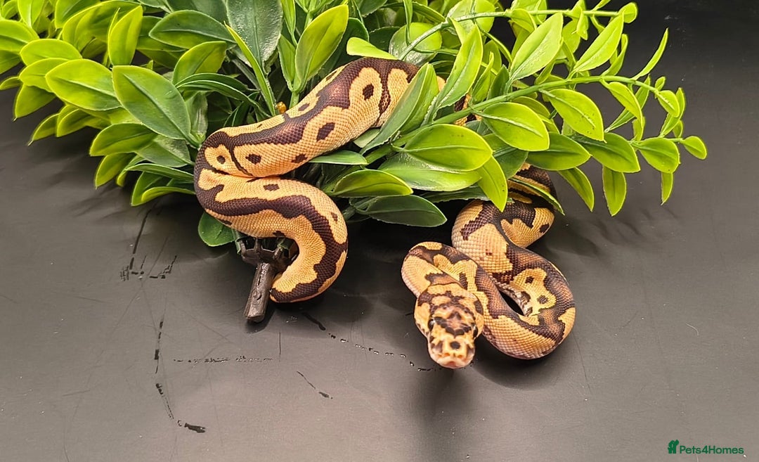 Python Snake reptiles for sale: Pastel Piebald 50% het Clown - Image 10