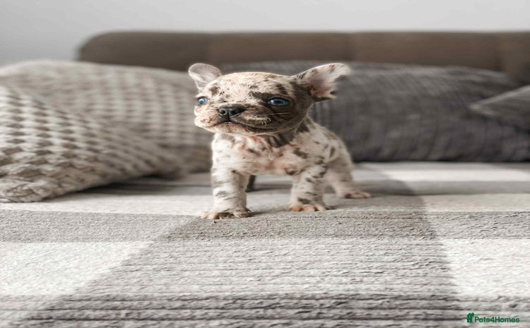 French Bulldog dogs - Advert 2