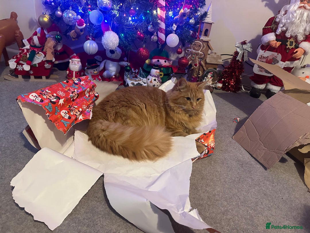 Mixed Breed cats for sale: Lovely Fluffy ginger male  - Advert 4