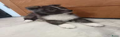 Pomsky 1
