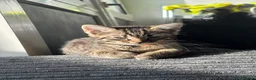 Mixed Breed cats for sale: 🐱 Six Kittens Looking for Loving Homes! 🐾 - Advert 12