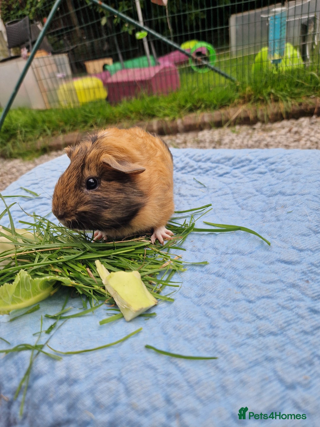 Guinea Pig rodents for sale: Beautiful smooth coat American breed - Image 3