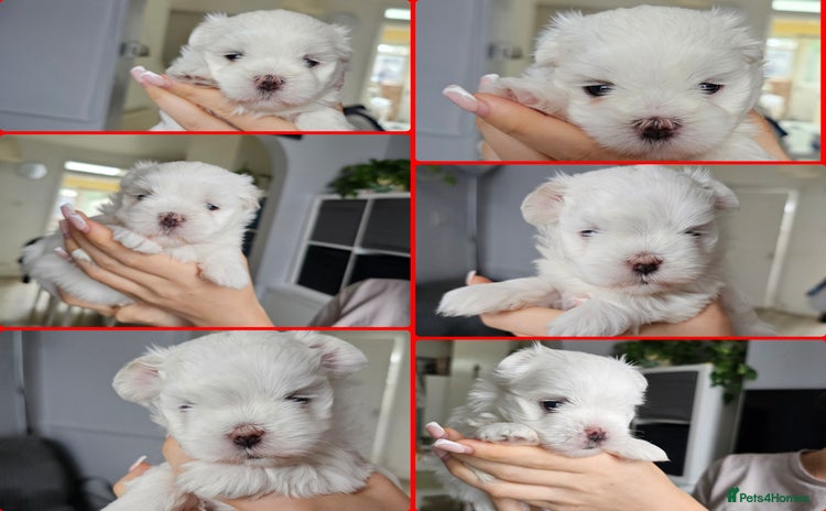 Maltese dogs - Advert 6