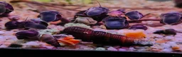 Snails fish for sale: Mystery Snails - Advert 10