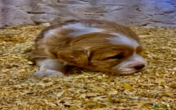 Mini Goldendoodle dogs for sale: Miniature Golden Doodles  - Image 6