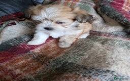 Mixed Breed dogs for sale: Lhasa Apso puppies in Kent - Image 32