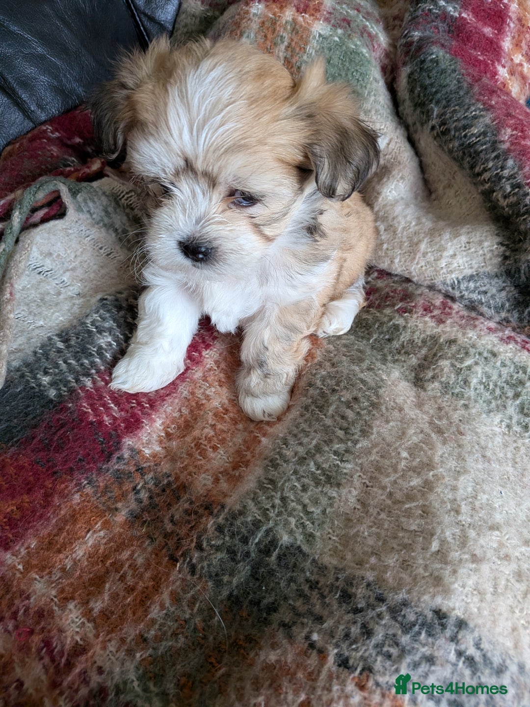 Mixed Breed dogs for sale: Lhasa Apso puppies in Kent - Image 32
