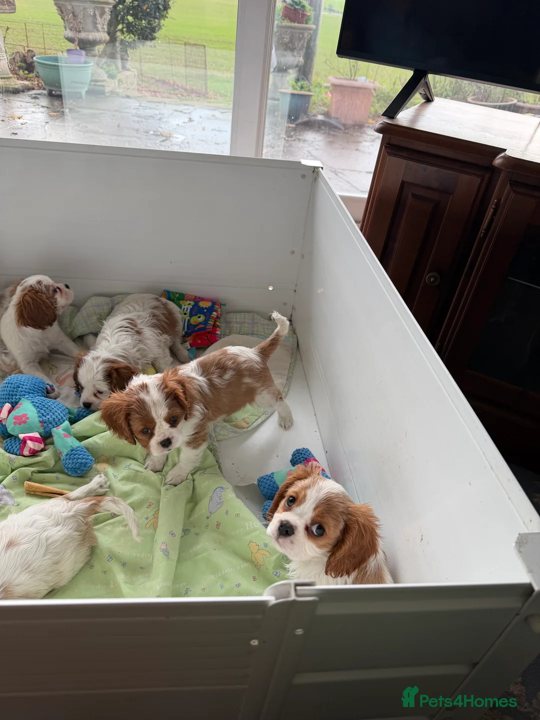 Cavalier King Charles Spaniel dogs for sale: Kc registered cavalier king charles puppies - Advert 15