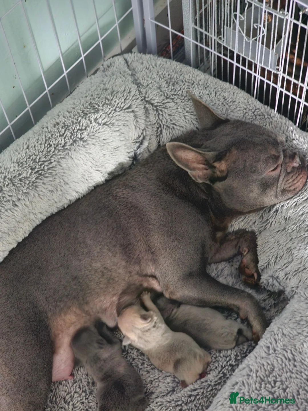 French Bulldog dogs for sale: French bulldogs  in Orpington - Advert 2