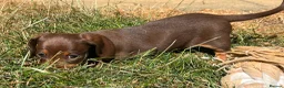 Miniature Dachshund dogs for sale: KC Reg Miniature Dachshund Puppies For Sale - Advert 23