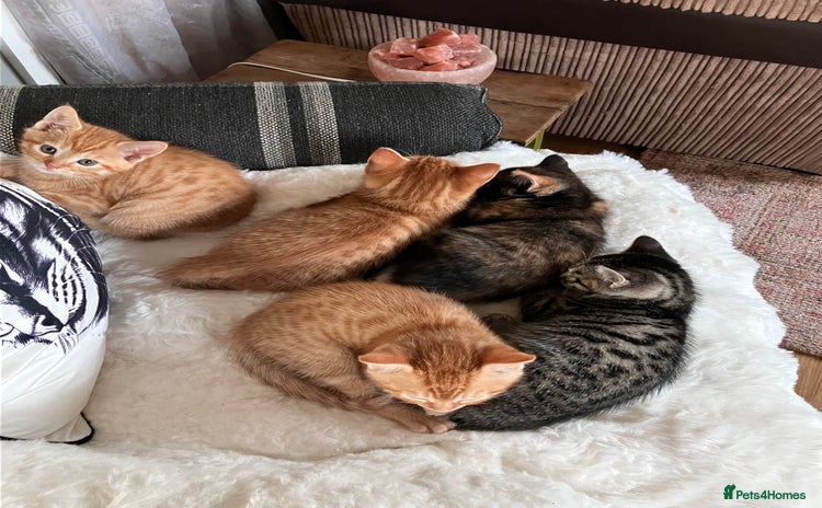 Mixed Breed cats - Advert 3