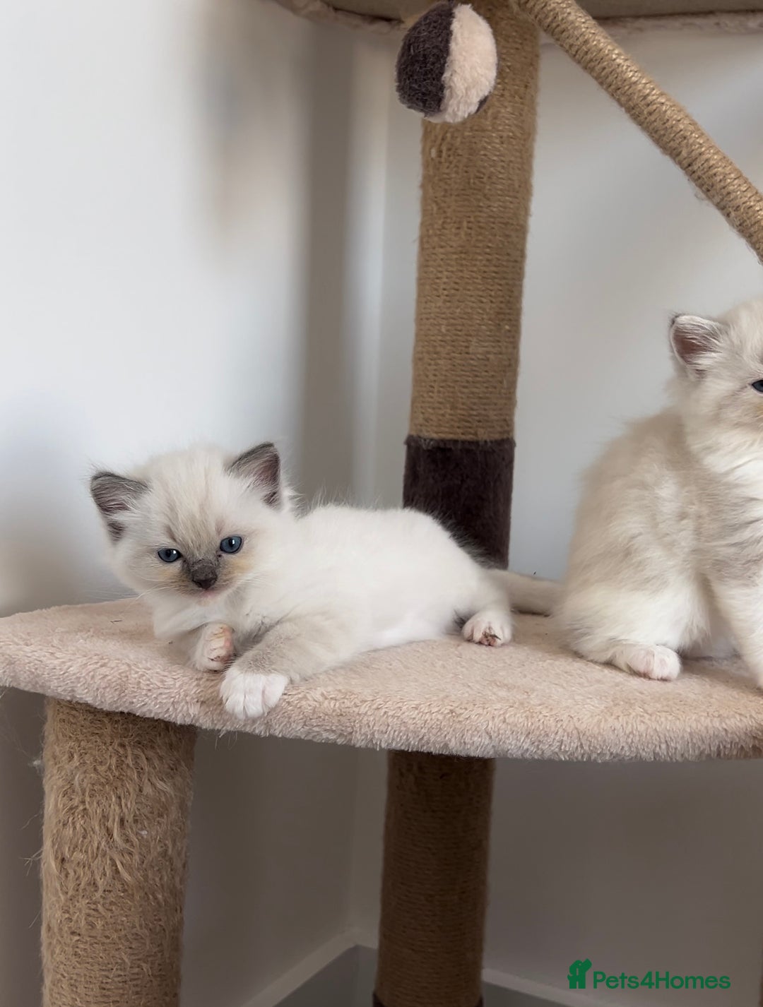 Ragdoll cats for stud: TICA RAGDOLL STUD CAT FOR SALE GRAND EUR CHAMP BL! - Image 7