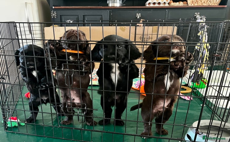 Cocker Spaniel dogs - Advert 7