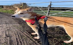 Mixed Breed dogs for adoption: Meet Honey, currently residing in Cheshire  - Image 5