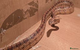 Corn Snake reptiles for sale: 1x Male Corn Snake & 1x Female Corn Snake - Image 4
