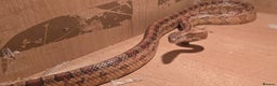 Corn Snake reptiles for sale: 1x Male Corn Snake & 1x Female Corn Snake - Advert 4