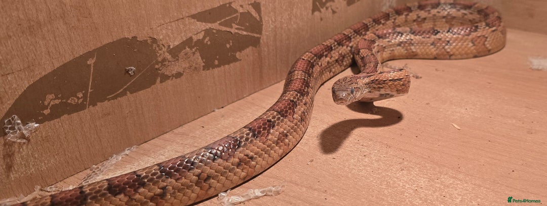 Corn Snake reptiles for sale: 1x Male Corn Snake & 1x Female Corn Snake - Image 4