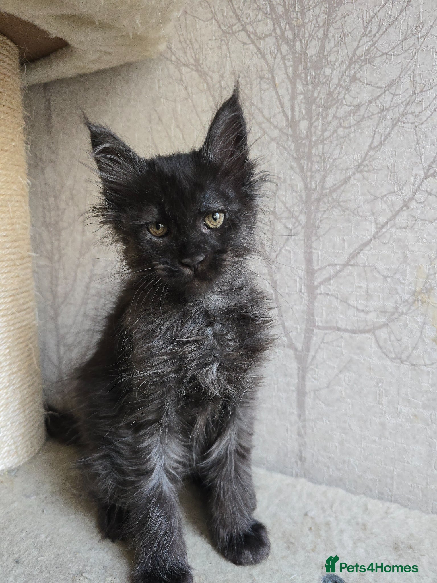 Maine Coon cats Sweetest Black Smoke Maine Coon Kitten - Advert 8