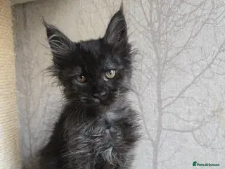 Maine Coon cats Sweetest Black Smoke Maine Coon Kitten - Advert 8