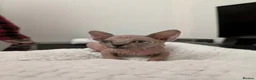 Sphynx cats for sale: Looking for for ever home ready for  **   in Merthyr Tydfil - Advert 4