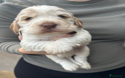 Cocker Spaniel dogs for sale: Cocker spaniel puppys for sale! - Advert 3