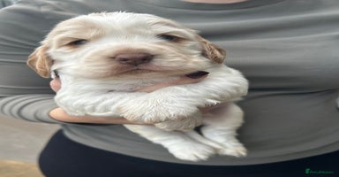 Cocker Spaniel dogs Cocker spaniel puppys for sale! - Advert 4