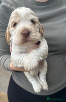 Cocker Spaniel dogs Cocker spaniel puppys for sale! - Advert 4
