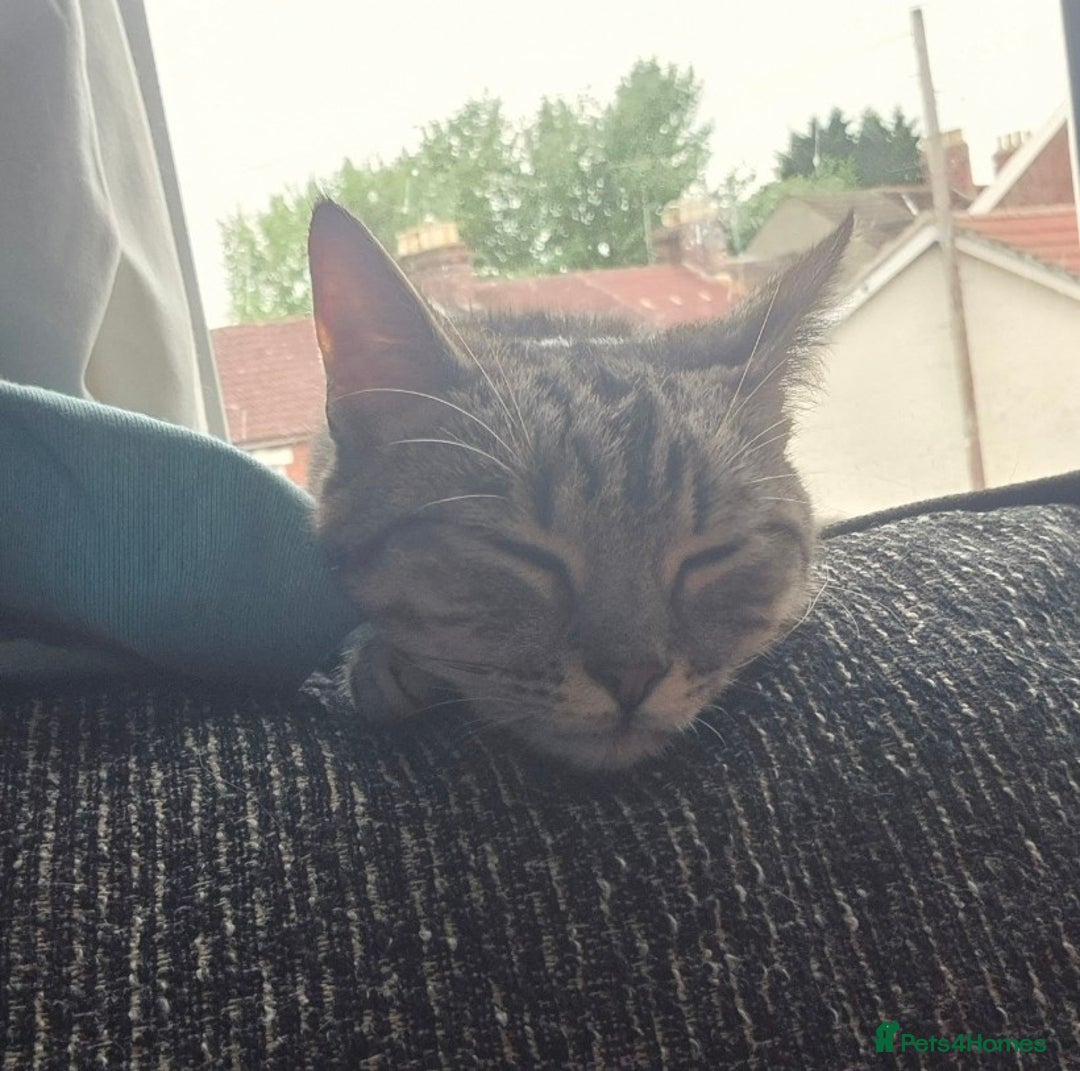 British Shorthair cats for sale: 1 year old cat - Advert 3