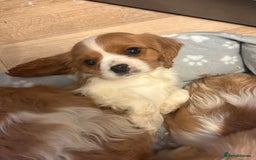 Cavalier King Charles Spaniel dogs for sale: ✨Adorable King Charles Cavalier Puppies✨READY NOW✨ - Advert 9