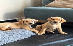 Labrador Retriever dogs for sale: Lovely Fox Red Labrador puppies - Image 1