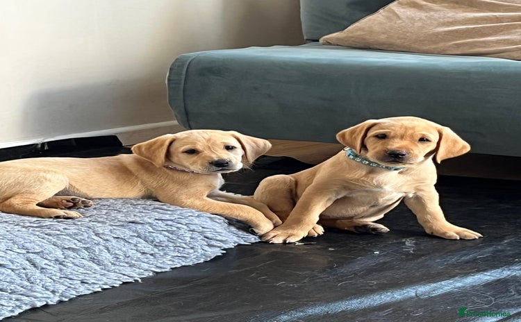 Labrador Retriever dogs - Advert 2