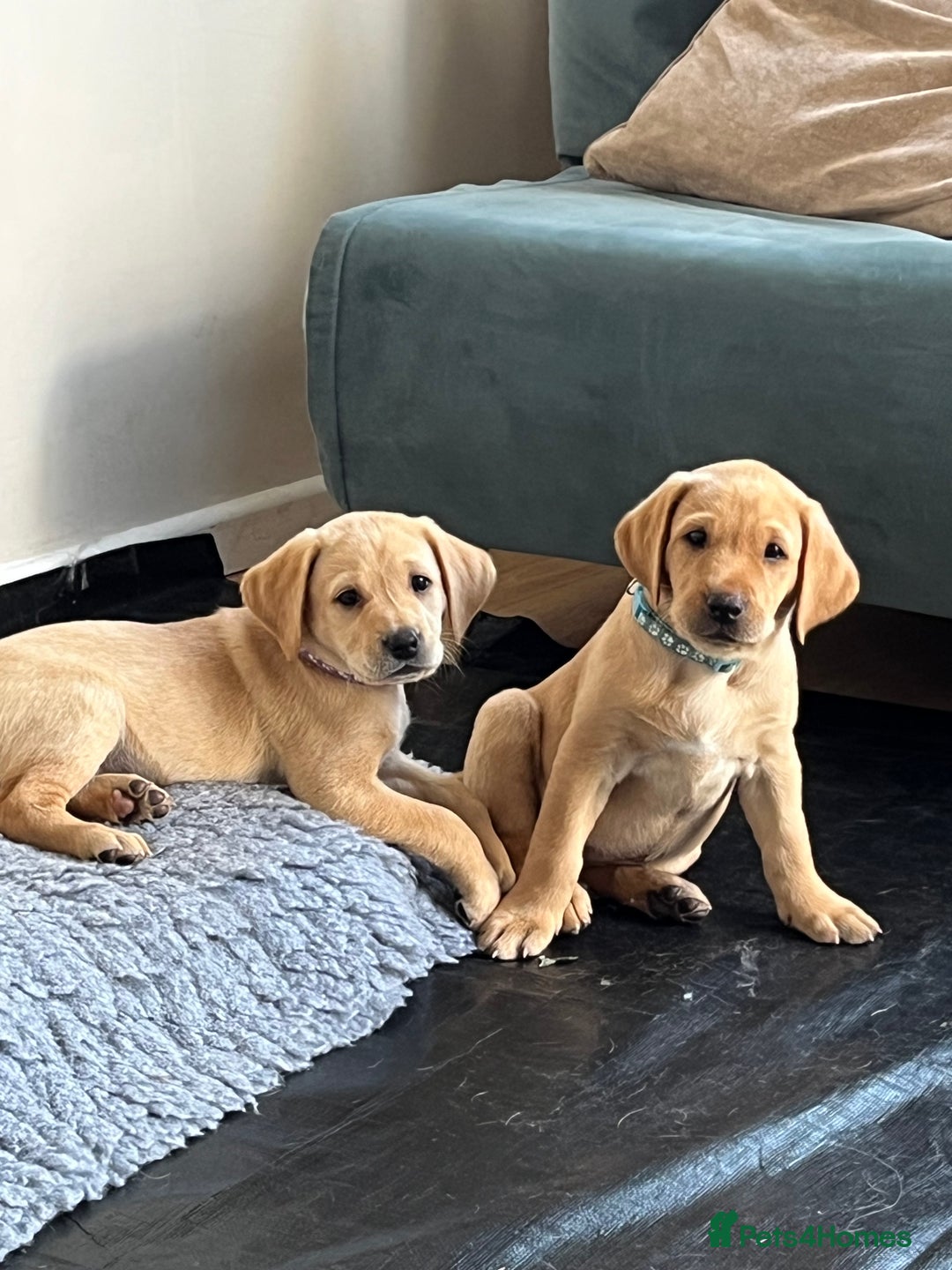 Labrador Retriever dogs for sale: Lovely Fox Red Labrador puppies - Image 1