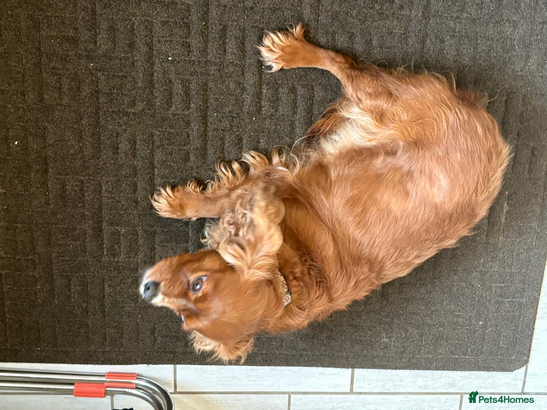 Cavalier King Charles Spaniel dogs for sale: Cavalier King Charles spaniel girl - Advert 4