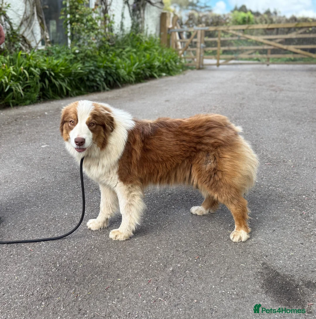 Australian Shepherd dogs for sale: Kc registered Female adult seeking home - Advert 7