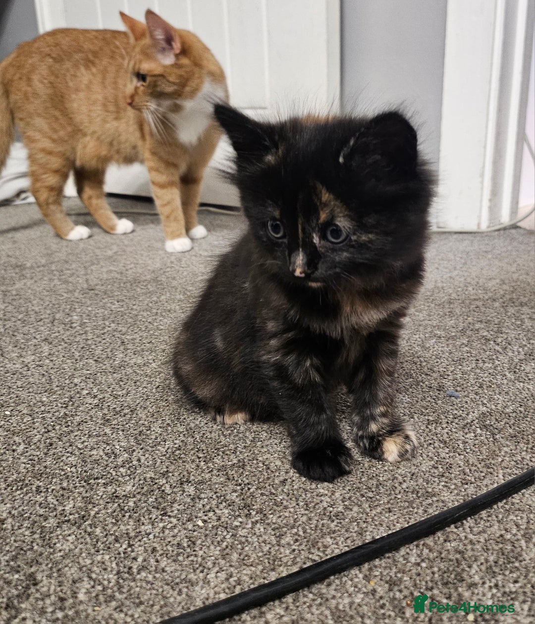 Domestic Shorthair cats for sale: Female kitten - Image 4