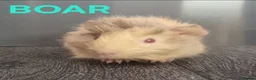 Guinea Pig rodents for sale: Beautiful Male Baby Guinea Pigs for sale  - Advert 4