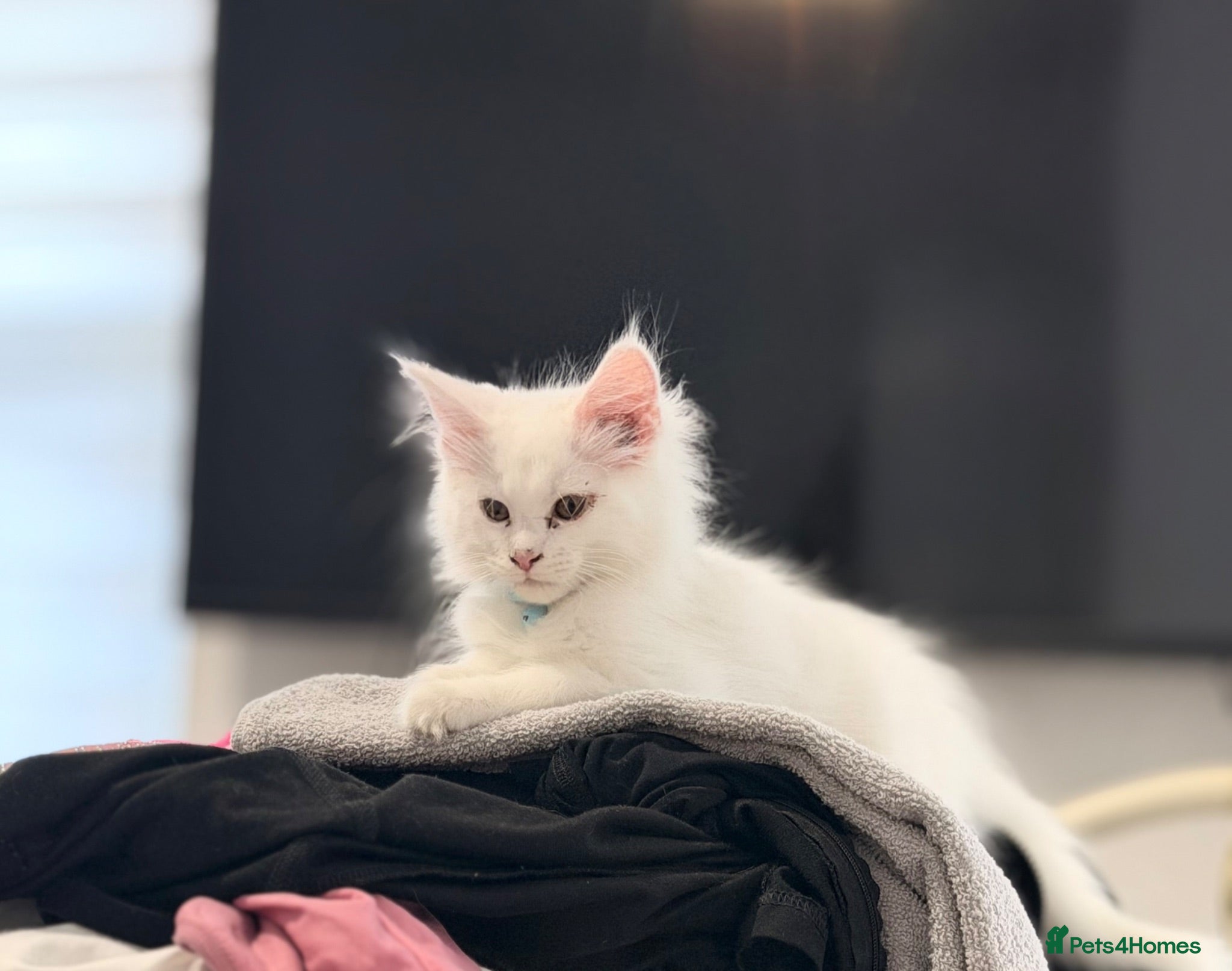 Maine Coon cats 🐾😻Maine Coon 3 kittens remaining😻🐾 - Advert 9
