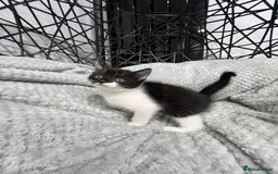 British Longhair cats for sale: Gorgeous fluffy kittens looking for forever home - Image 34