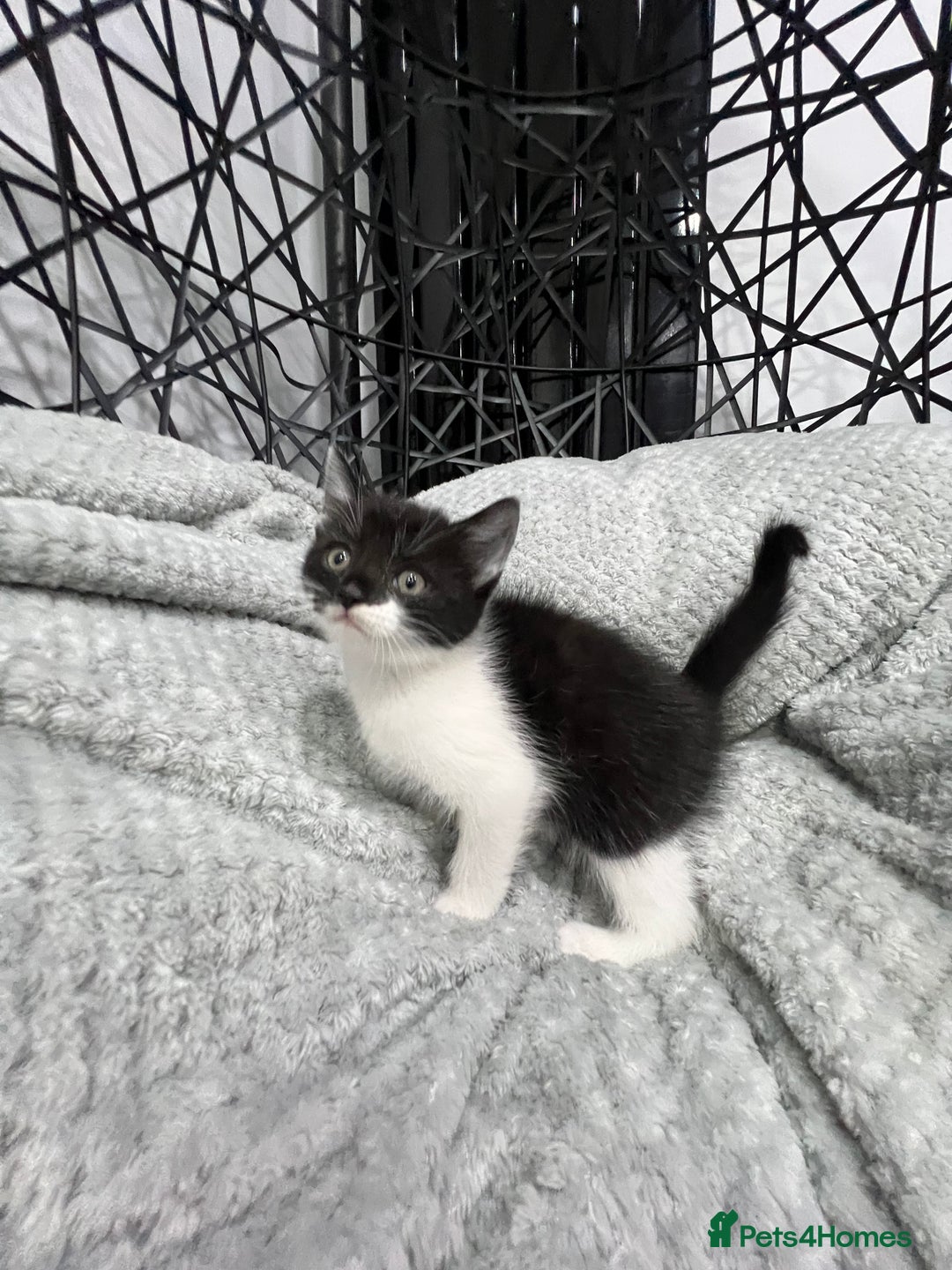 British Longhair cats for sale: Gorgeous fluffy kittens looking for forever home - Image 34