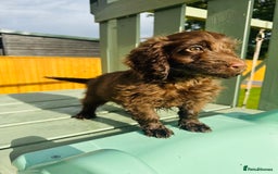 Cockapoo dogs for sale: Chocolate Merle Cockapoo Babies 🐾🐾🐾 - Image 7