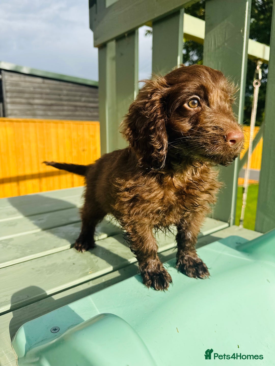 Cockapoo dogs for sale: Chocolate Merle Cockapoo Babies 🐾🐾🐾 - Image 7