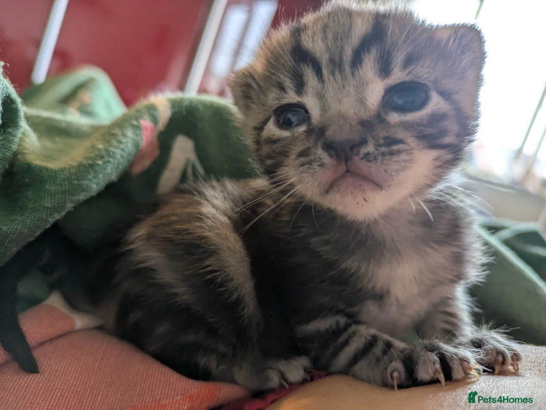 Mixed Breed cats for sale: Beautiful kittens. 1 Reserved. Two male available in Basingstoke - Advert 2