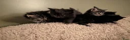 Mixed Breed cats for sale: Fluffy Kittens (Tabby & Black) - Advert 1