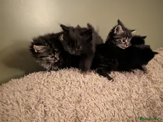 Mixed Breed cats Fluffy Kittens (Tabby & Black) - Advert 1