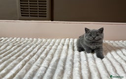 British Shorthair cats for sale: OUTSTANDING GCCF + HEALTH TESTED BSH + BLH KITTENS - Image 22