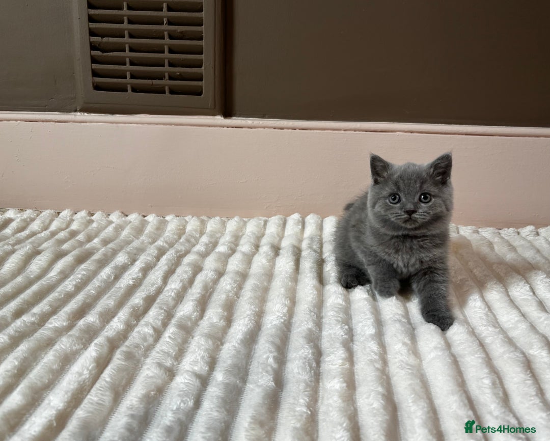 British Shorthair cats for sale: OUTSTANDING GCCF + HEALTH TESTED BSH + BLH KITTENS - Image 22