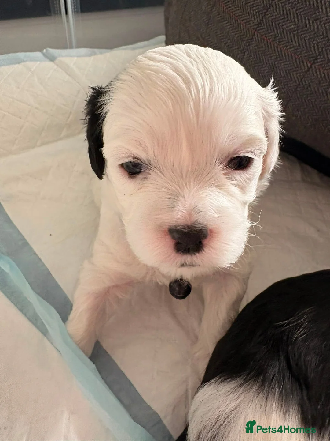 Shihpoo dogs for sale: Shihpoo puppies for sale in Birmingham - Advert 2