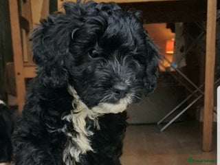 Sproodle dogs SPROODLE PUPS, (Min. Sproodle/Toy Poodle) F1b - Advert 13