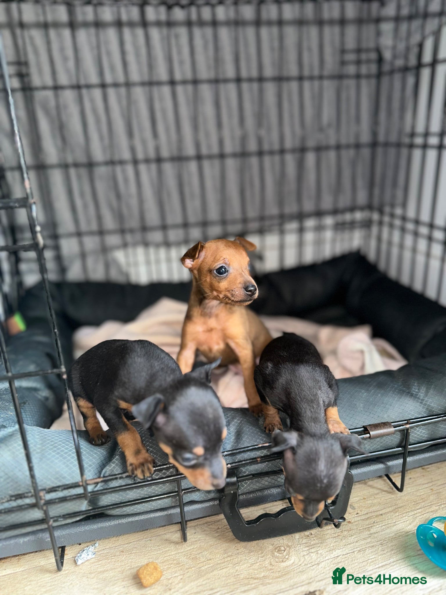 Miniature Pinscher dogs Miniature pinschers puppies  - Advert 11