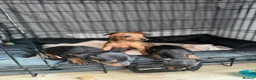 Miniature Pinscher dogs for sale: Miniature pinschers puppies  - Advert 1